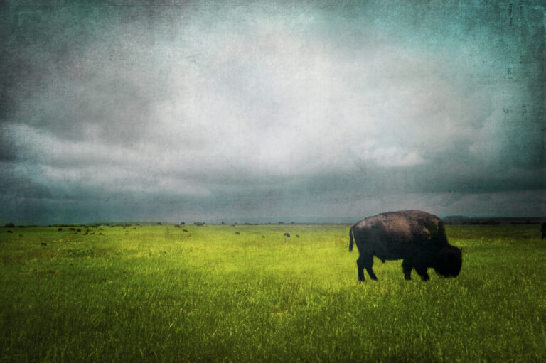 American bison photography by Ann Powell